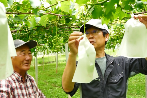 農業大学インターンシップ受入